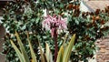 Purple Crinum amabile ÃÂ flower